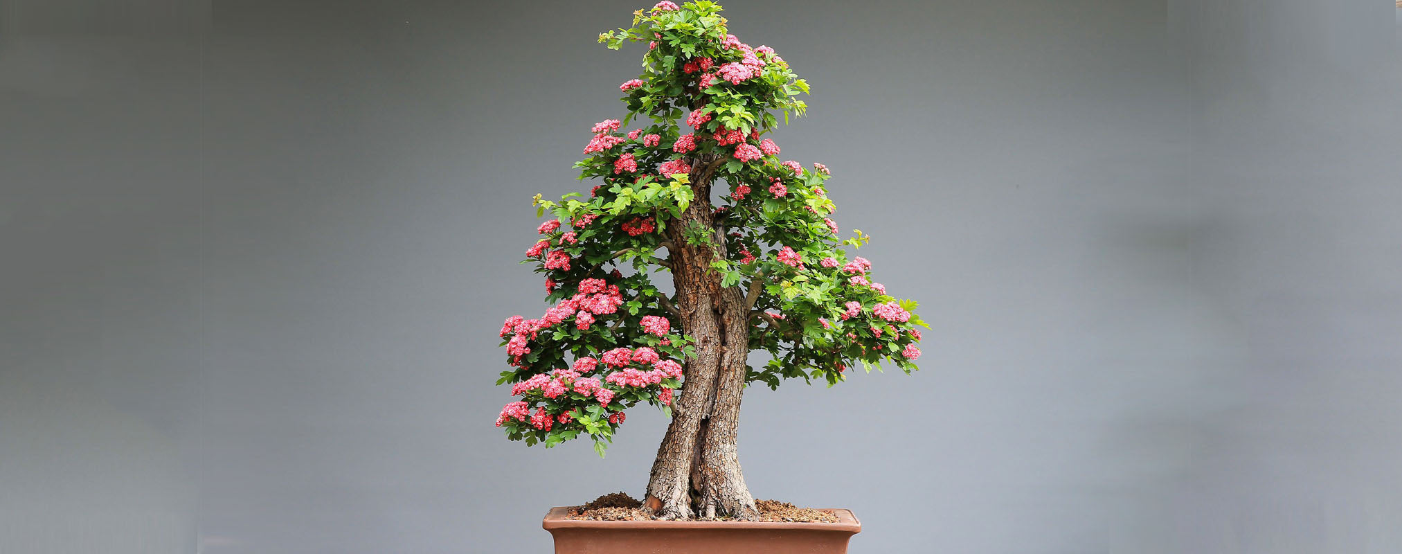 bonsai fleuri