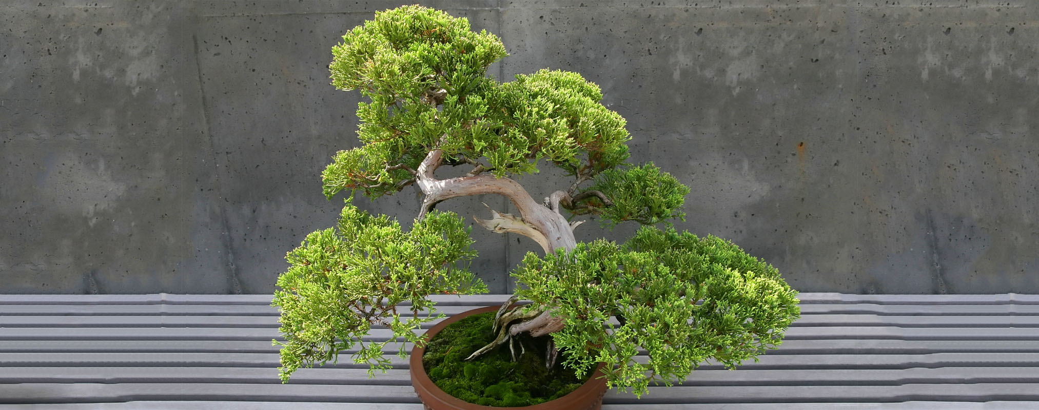 bonsai genévrier