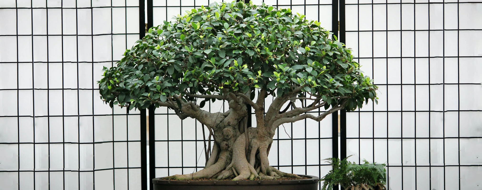 bonsai interieur