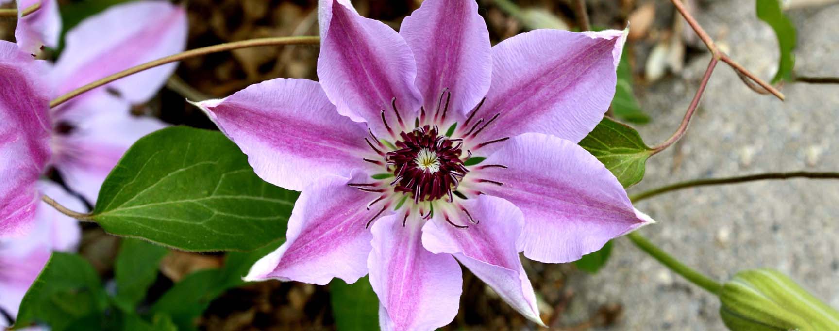 clématite fleur