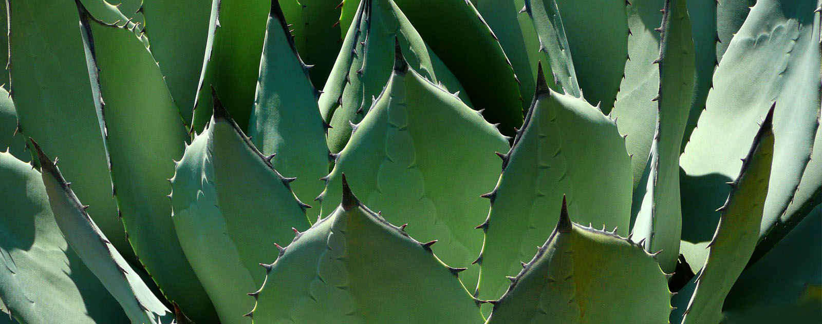 feuille agave