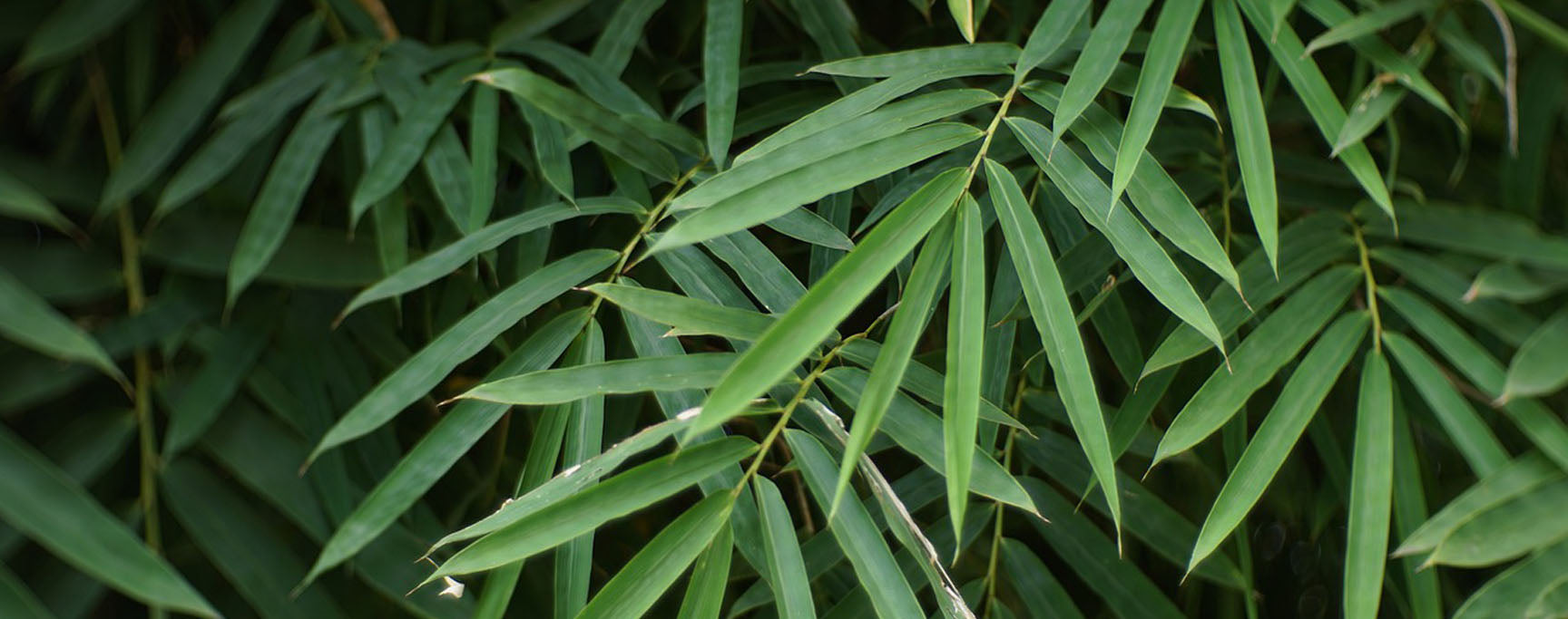 feuille de bambou