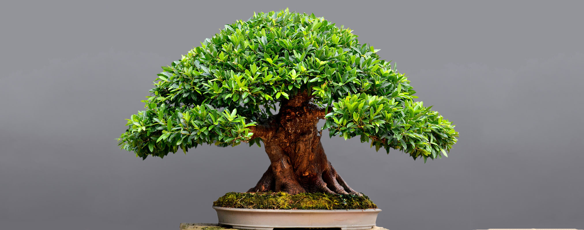 ficus bonsai