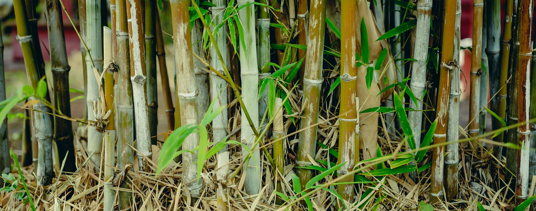 planter bambou