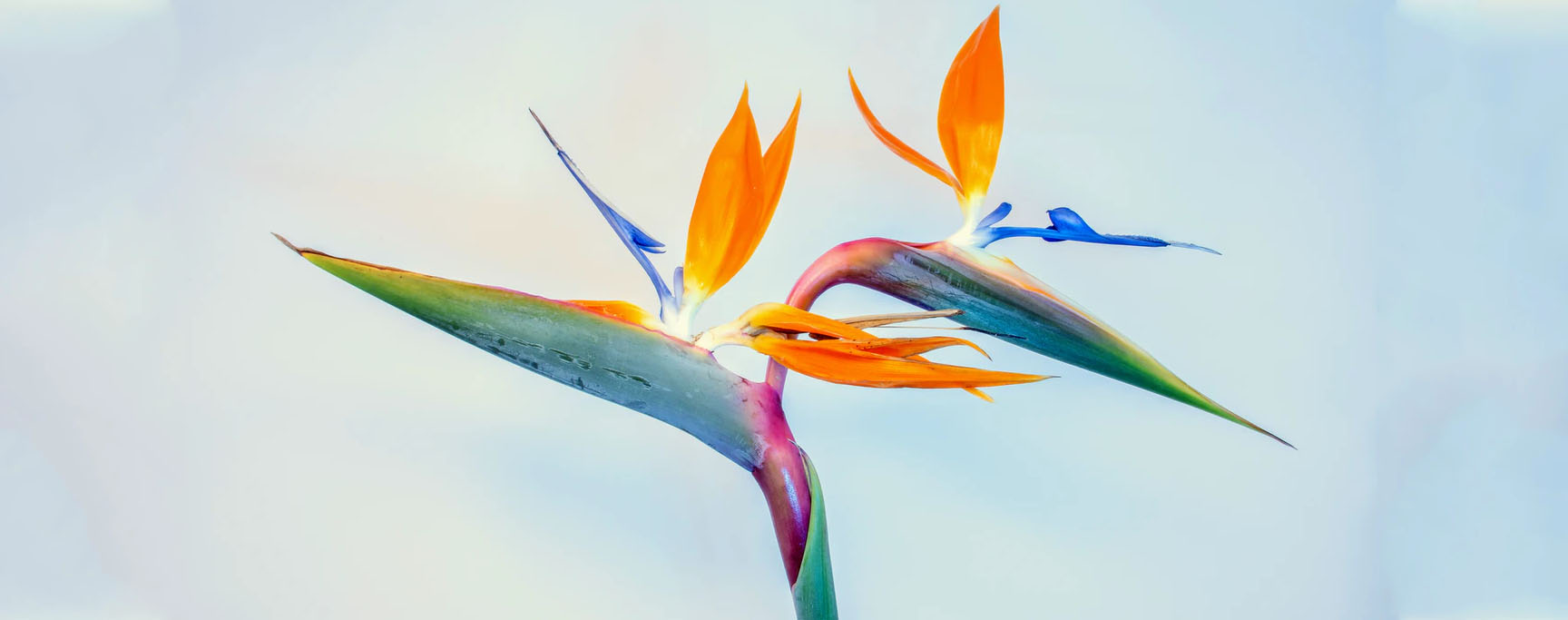 strelitzia artificiel