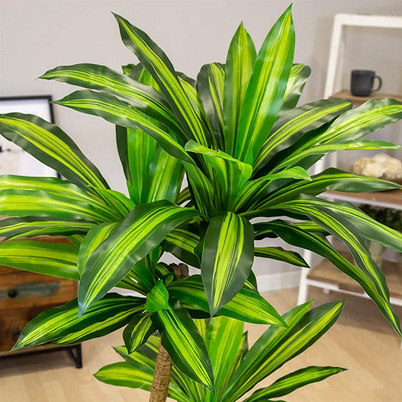 Plante Dracaena Marginata | Jardin Éternel