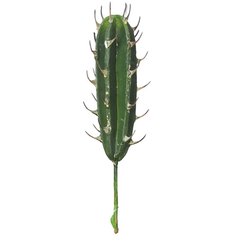 Cactus Artificiel | Jardin Éternel | Mots clés 