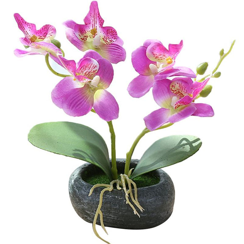 Orchidée d'Extérieur en Pot | Jardin Éternel