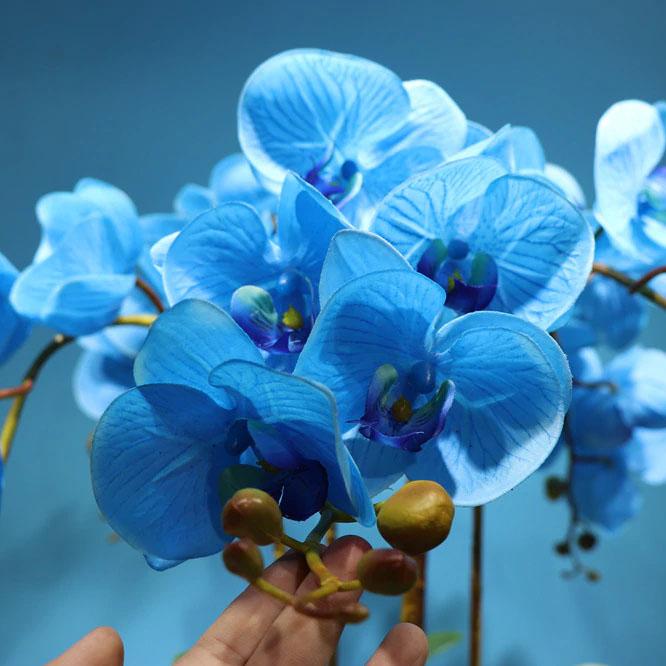 Orchidée Phalaenopsis Bleu | Jardin Éternel