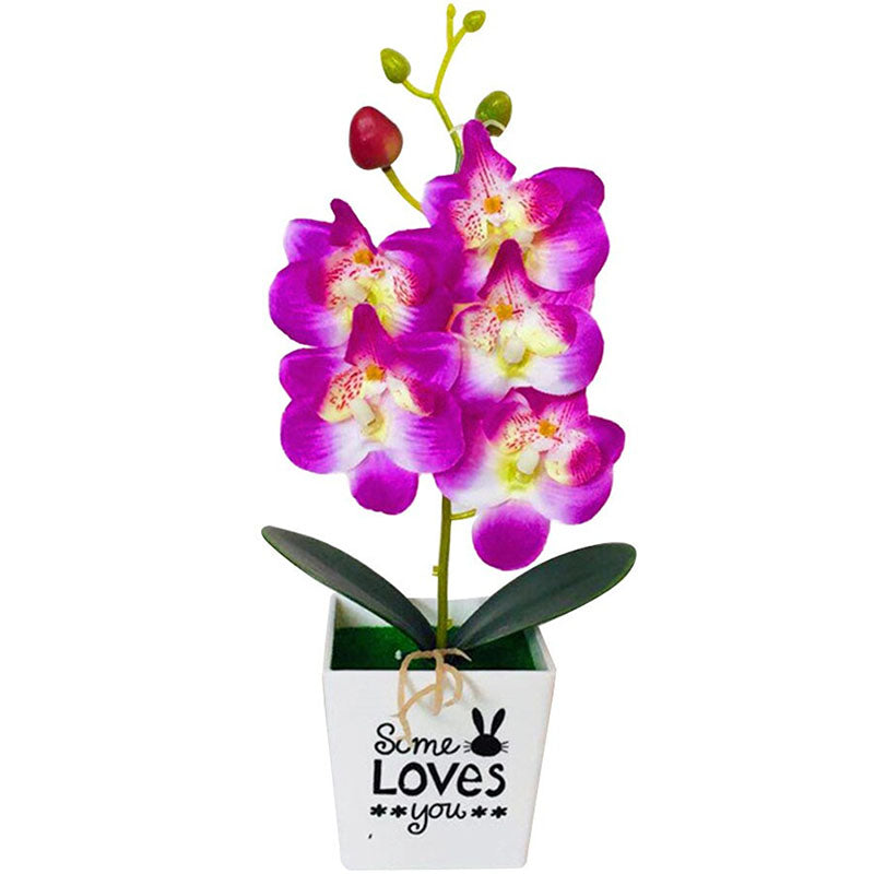 Orchidée Violette et Blanche | Jardin Éternel