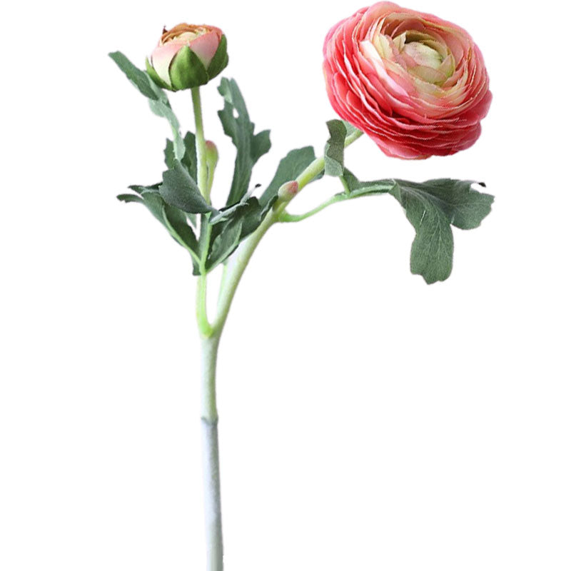 Renoncule Rose et Blanche | Jardin Éternel