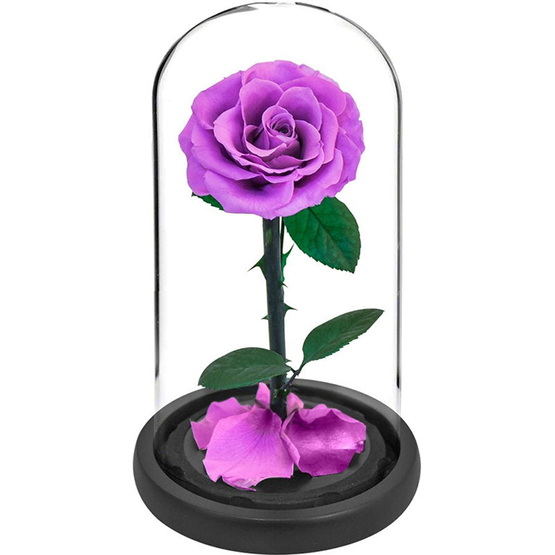Rose Eternelle Violette | Jardin Éternel