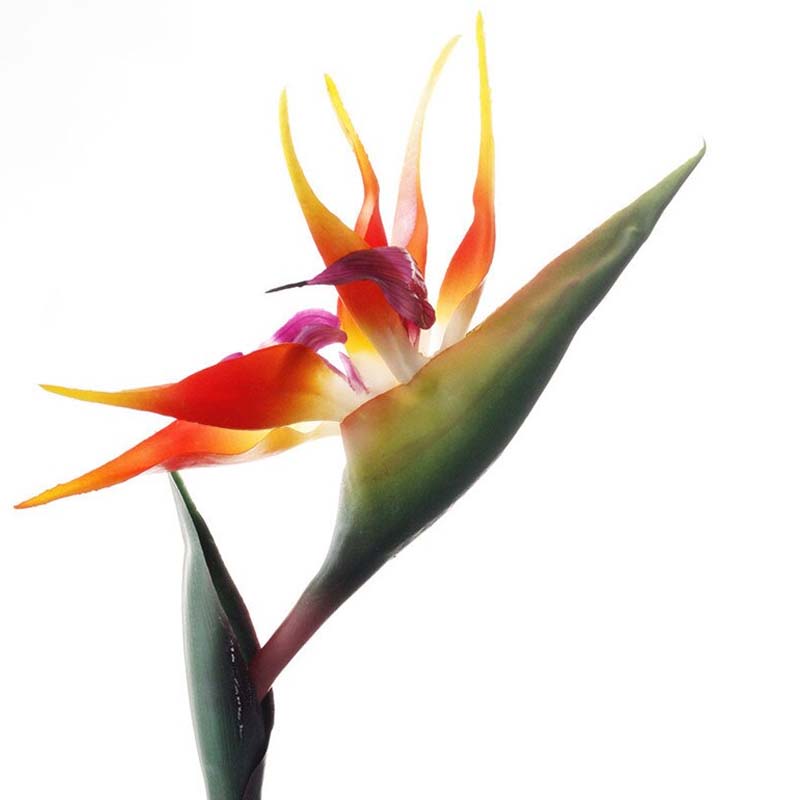 Strelitzia Orange | Jardin Éternel