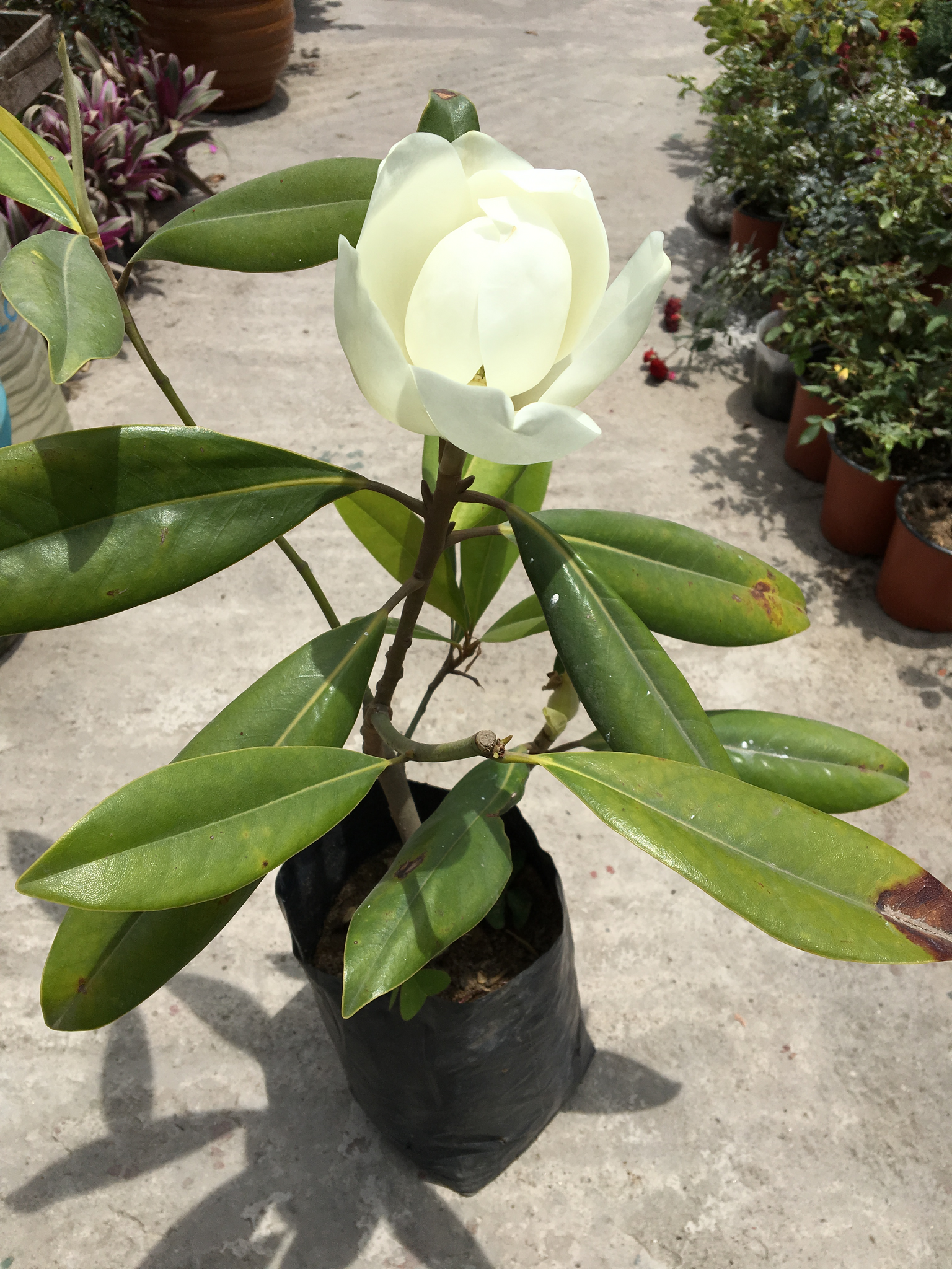 Magnolia grandiflora – gabrielmunozplantas