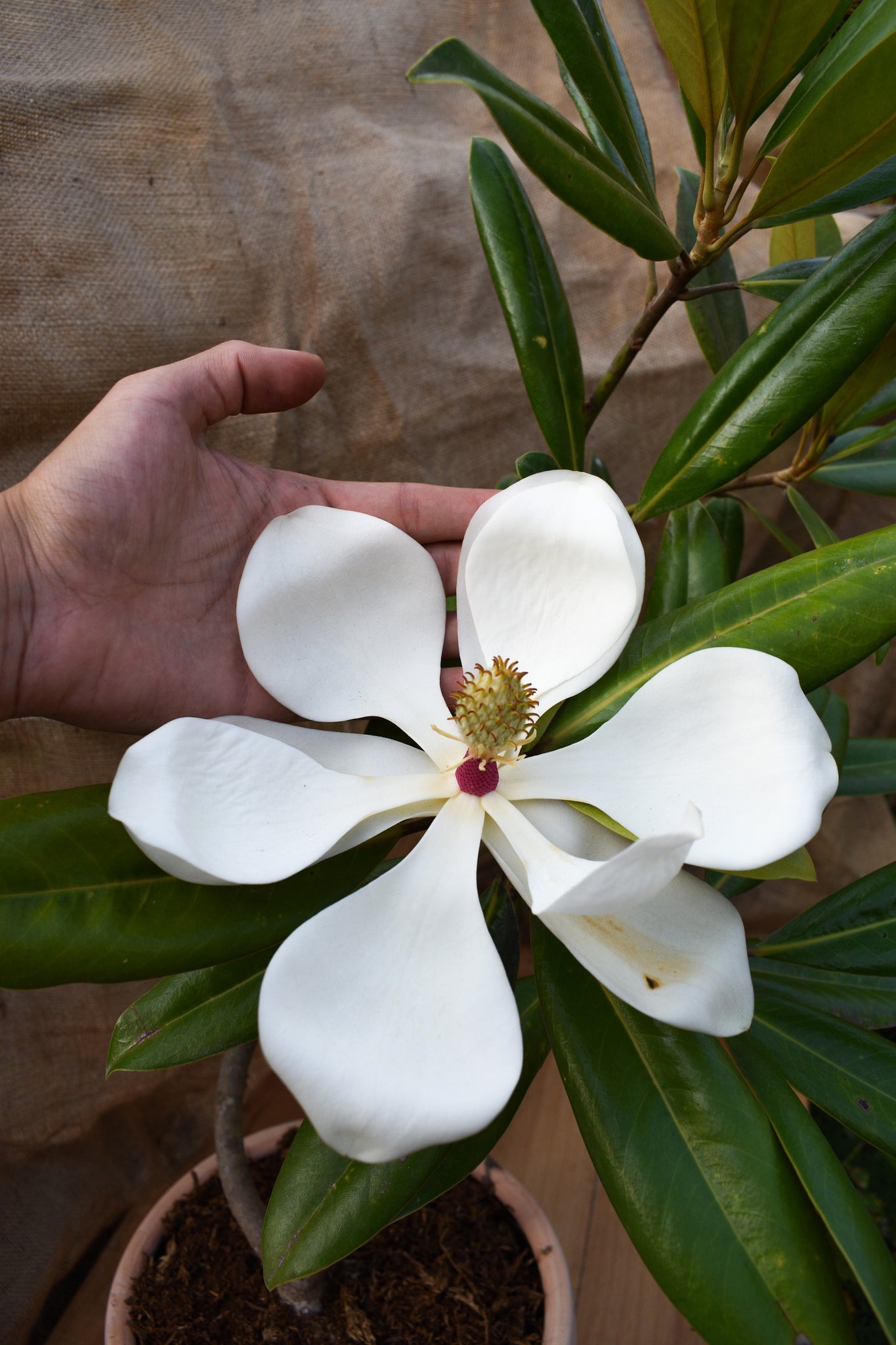 Magnolia grandiflora – gabrielmunozplantas