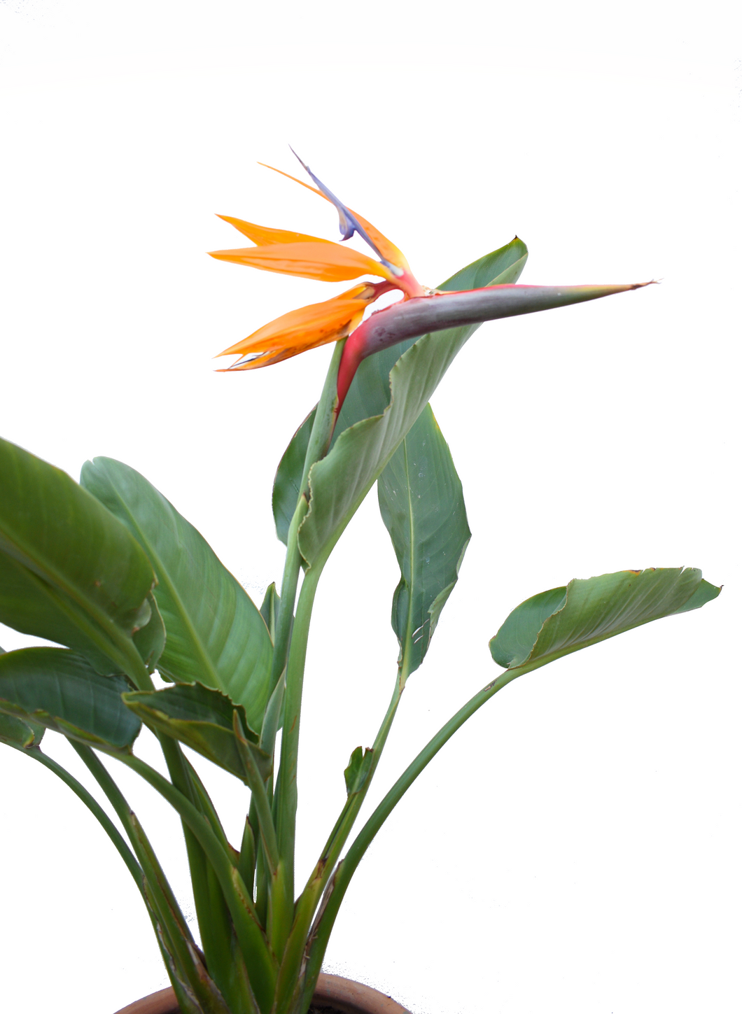 Ave del paraíso - strelitzia reginae – gabrielmunozplantas