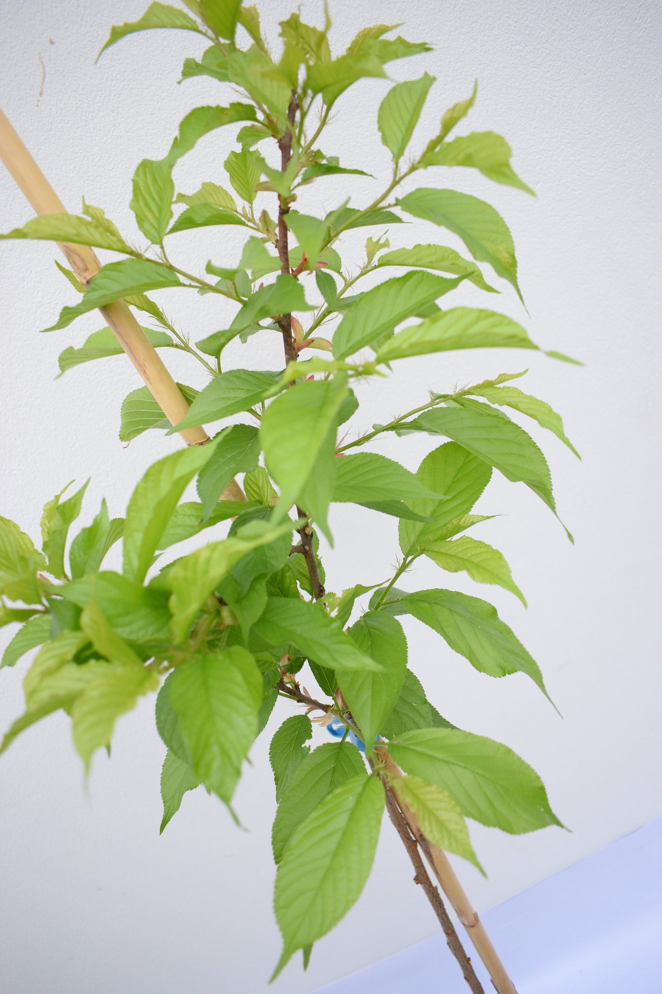 Cerezo japonés - Prunus serrulata - Sakura – gabrielmunozplantas