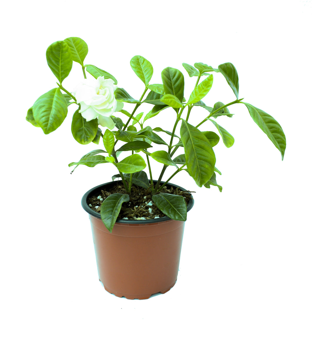 Gardenia - Jazmín del cabo – gabrielmunozplantas