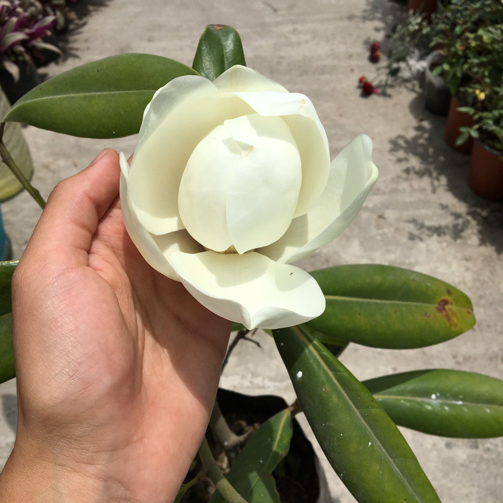 Magnolia grandiflora – gabrielmunozplantas