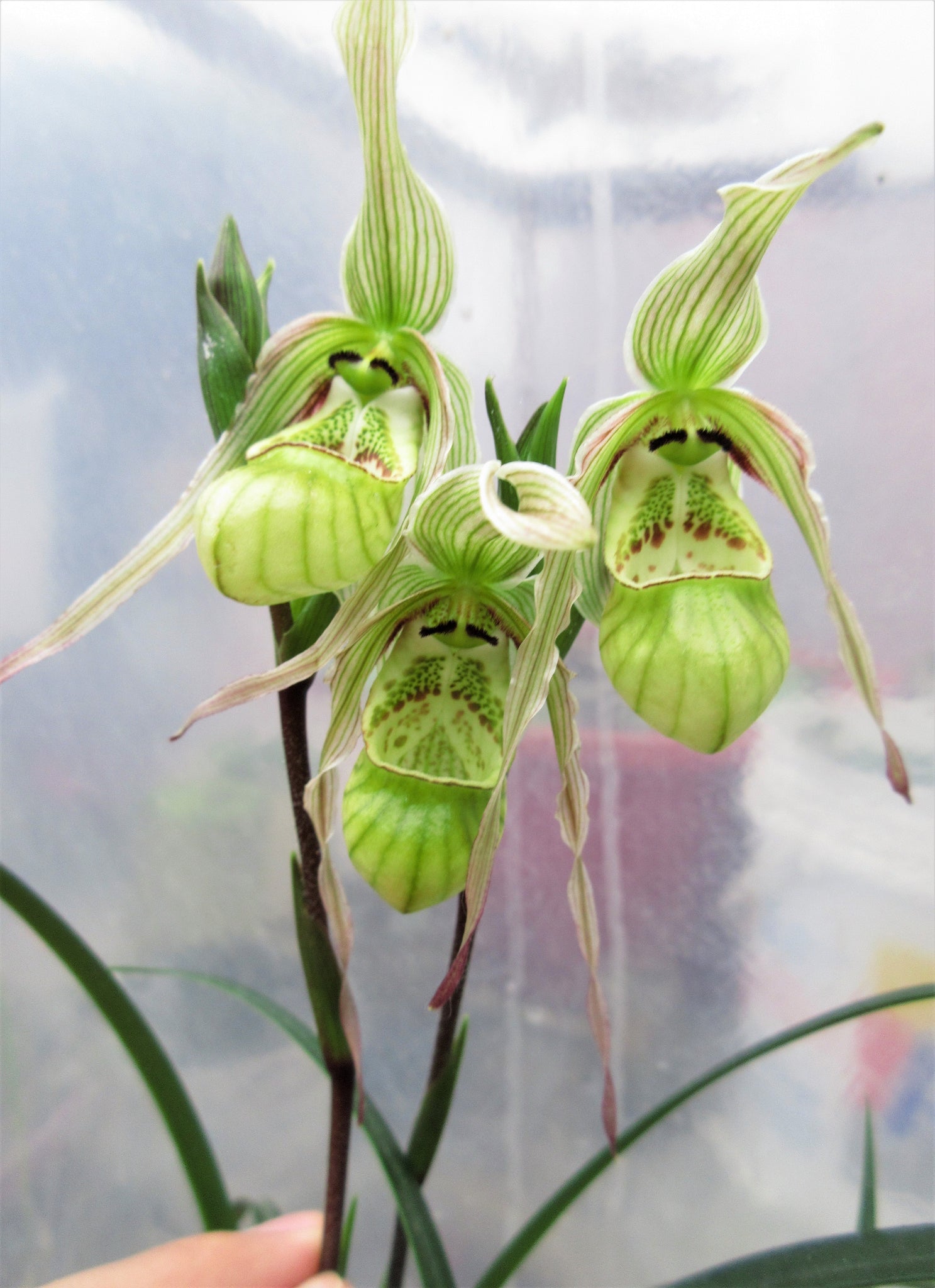 Phragmipedium pearcei - Zapatito de bebé Orquídea – gabrielmunozplantas