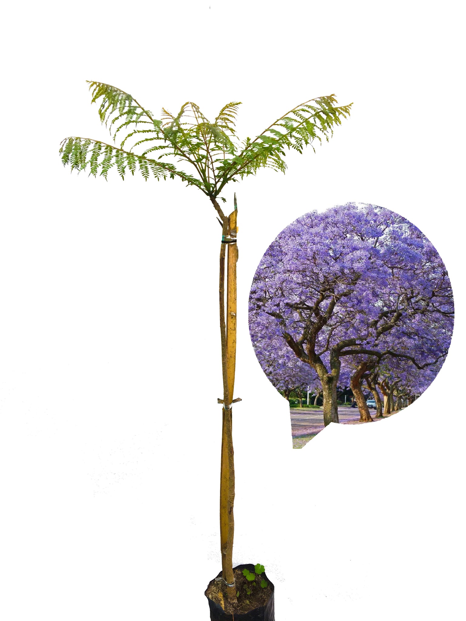 Jacarandá – gabrielmunozplantas