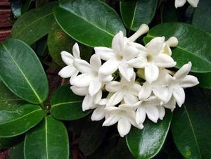 Jazmín de madagascar - Stephanotis – gabrielmunozplantas