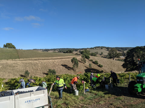 Aphelion Grenache grapes pick at Hickinbotham vineyard Clarendon 2022