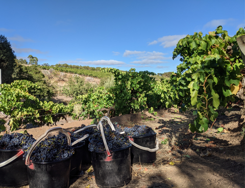 the Trenerry family vineyard in the Onkaparinga Hills