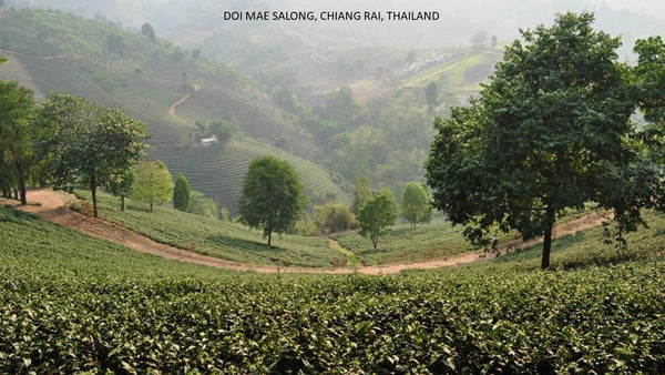Exploring the Tea Mountains of “Doi Mae Salong” Thailand “ดอยแม่สลอง” แหล่งปลูกชาที่กว้างใหญ่และมีชื่อเสียงของไทย