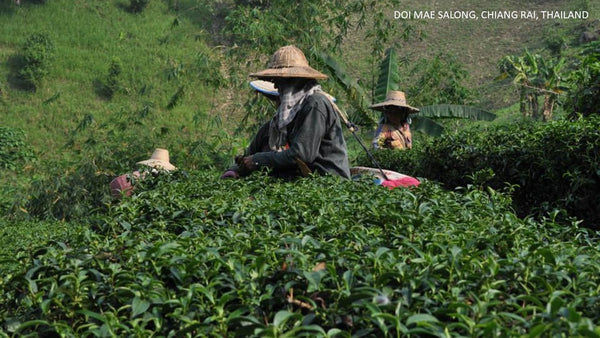 วัฒนธรรมการดื่มชา Tea Tasting and Cultural Experiences