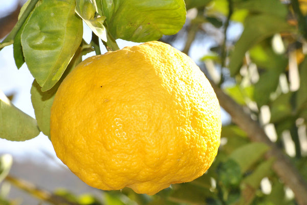 Chaidim Organic Tea Lemon Detox 