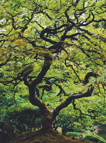 Tree in Portland Japanese Garden