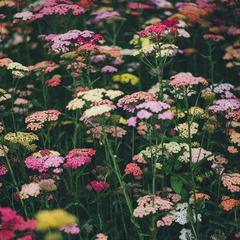Multicolored geraniums in meadow