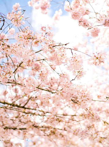 Cherry blossom branches against blue sky