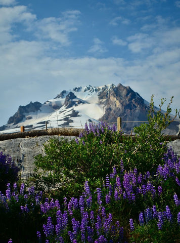 Flowers at foot of mt hood