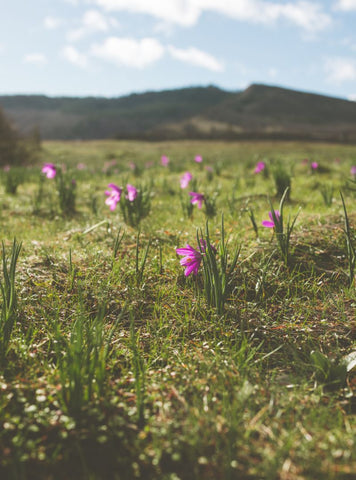 Flowers at Mosier Plateau