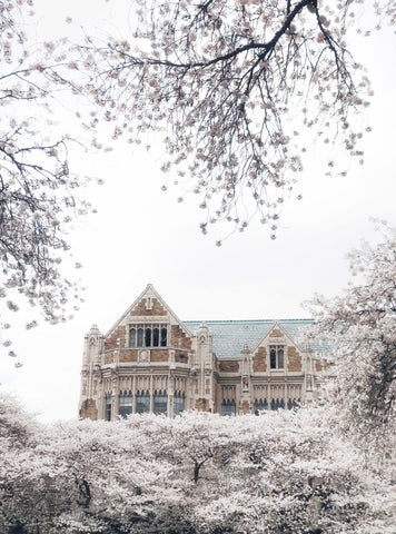 Quad at University of Washington with cherry blossoms