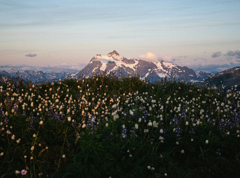 Wildflowers at foot of mountain in Washington