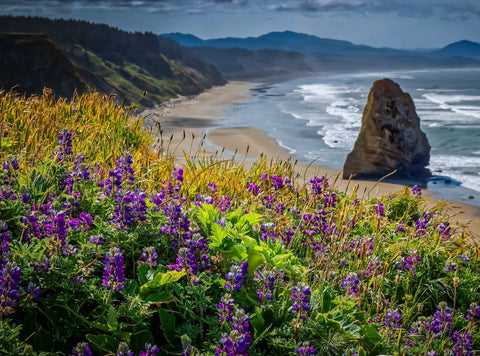 Wildflowers at Oregon Coast