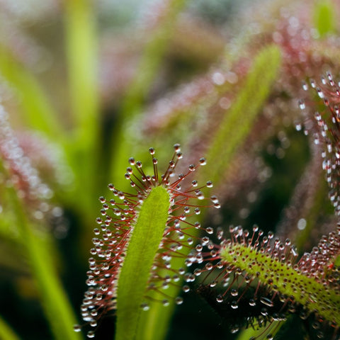 carnivorous plants dotted with dew