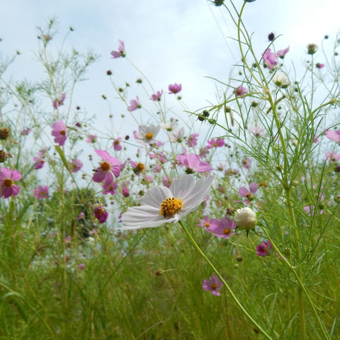 Field of white and lilac wildflowers