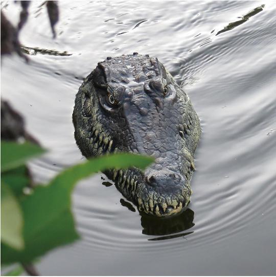 crocodile head remote control boat