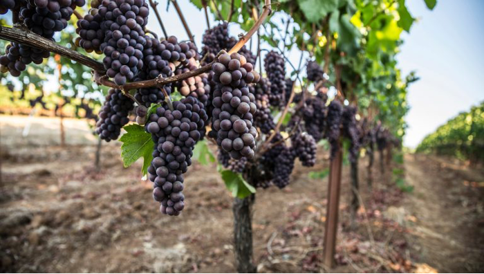 Biodynamic Grapes