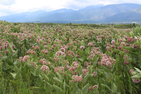 showy milkweed, Bitterroot Valley, Montana