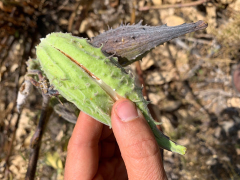 This milkweed pod pops open when pressed.