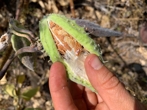 Milkweed pod with mostly, but not all, mature seeds.