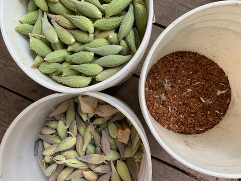 milkweed pods and seed in separate buckets.