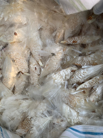 Milkweed seed fluff after seeds have been harvested.