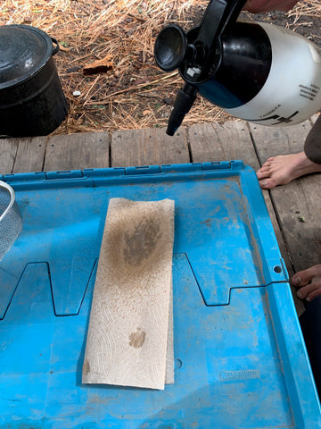 germination test, calendula seed, at-home, seed savers