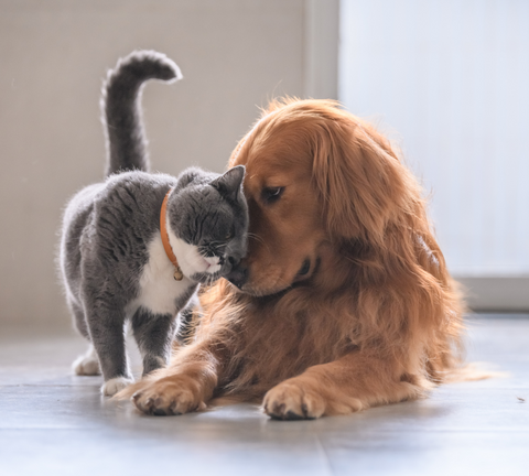 A cat and a golden retriever showing affection with each other